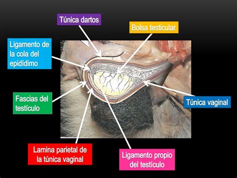 vaginas de perras|Gónadas y tracto genital de los perros